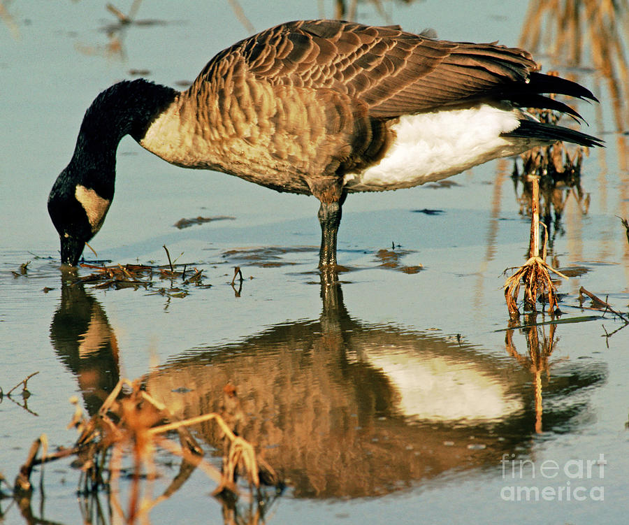 Nature Photograph - Canada Goose by Millard H. Sharp