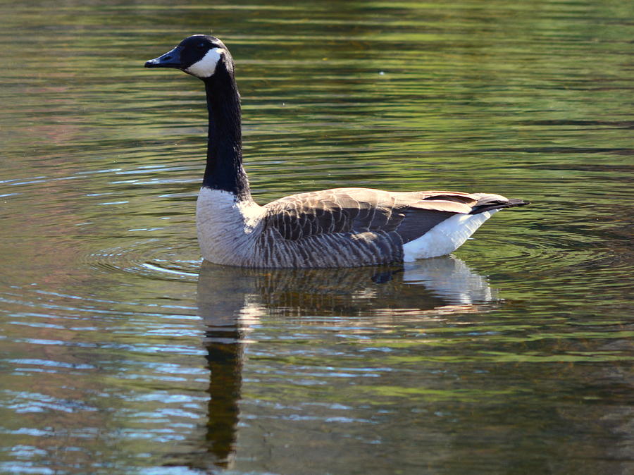 Canada Goose Photograph by Mim White