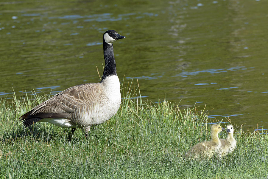 Canada Goose Mom with Goslings Photograph by Bruce Gourley