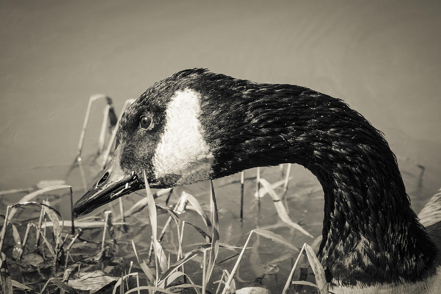 Canada Goose Monotone Photograph by Bradley Clay