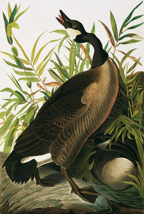 Canada Goose Photograph by Natural History Museum, London/science Photo Library