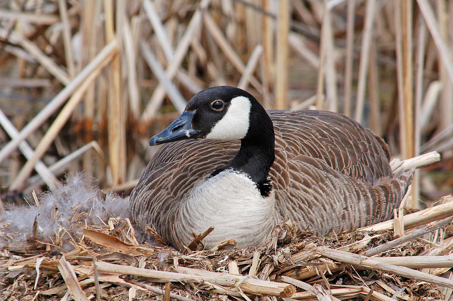 Canada Goose on Nest Photograph by Gerald DeBoer