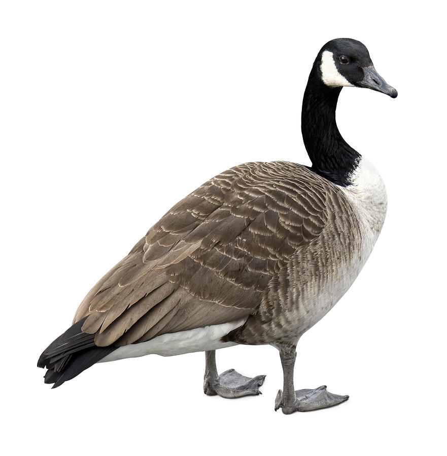 Canada goose on white Photograph by LordRunar