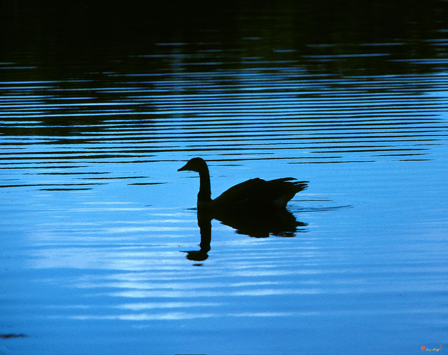 Canada Goose on Wide Water 9F Photograph by Gerry Gantt
