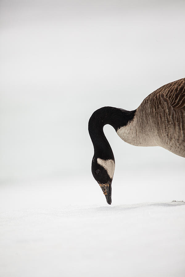 Canada Goose Point Photograph by Karol Livote