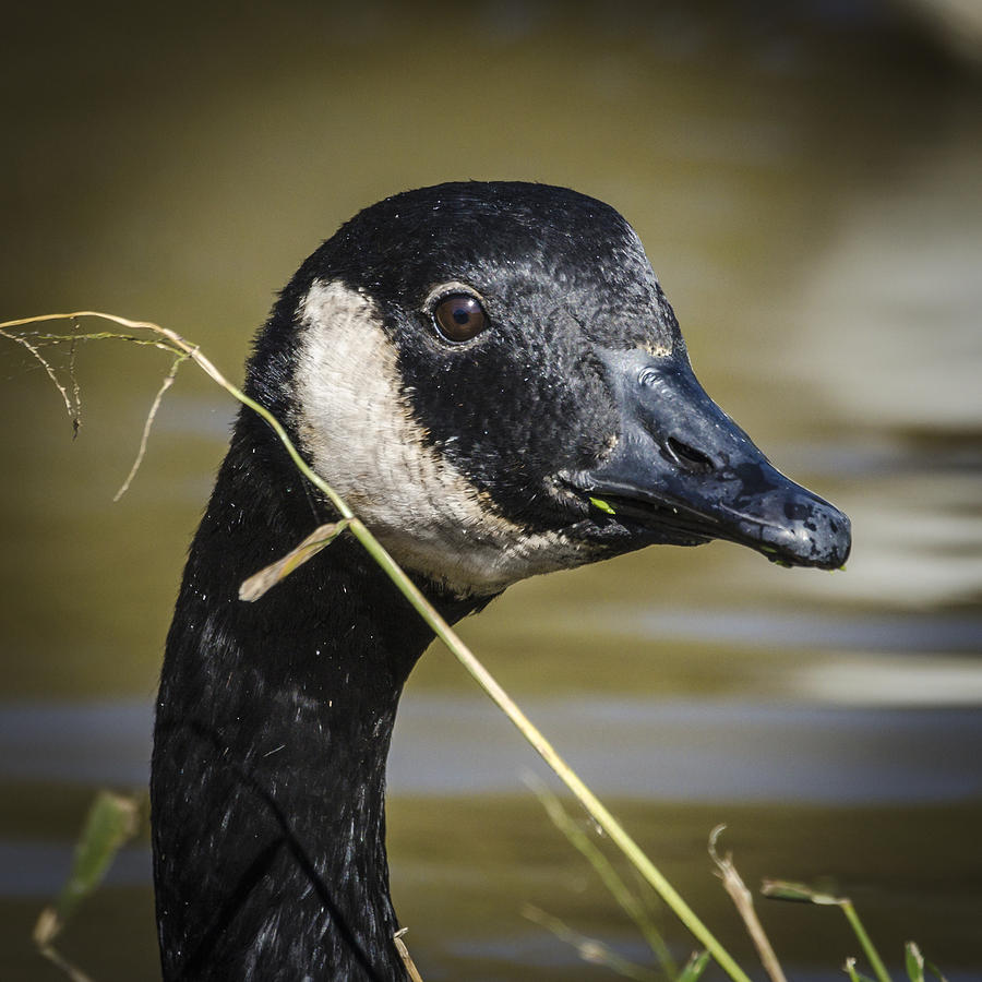Canada Goose Portrait square Photograph by Bradley Clay