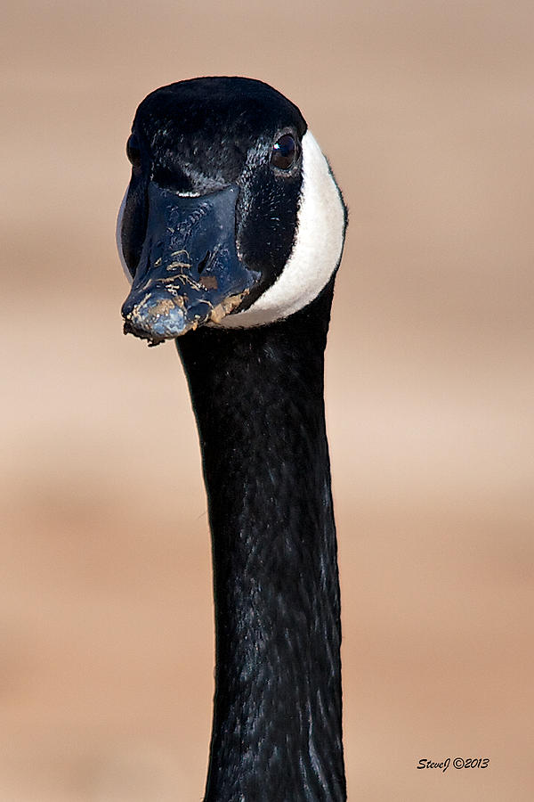 Canada Goose Portrait Photograph by Stephen Johnson
