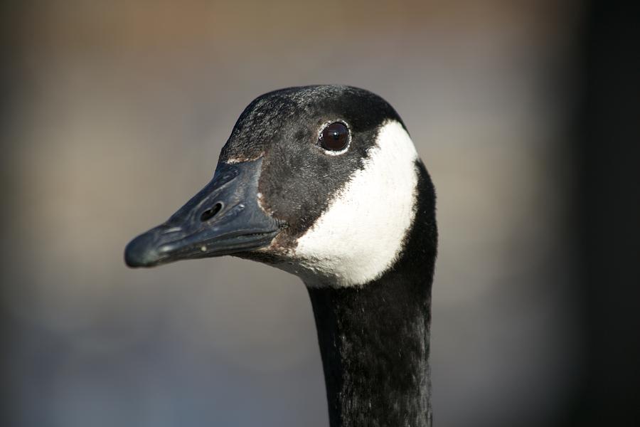 Canada Goose Profile Photograph