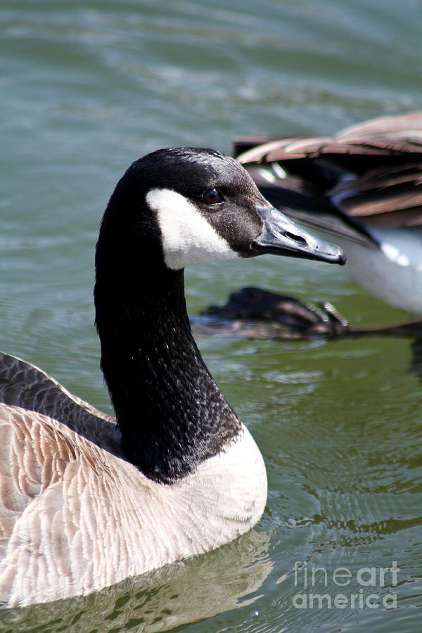 Bird Photograph - Canada Goose Profile by Anita Oakley