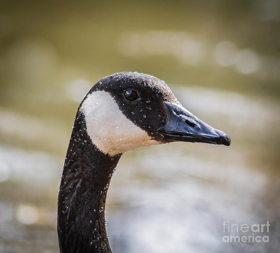 Canada Goose Profile Photograph by Mitch Shindelbower