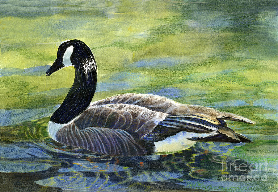 Bird Painting - Canada Goose Reflections by Sharon Freeman