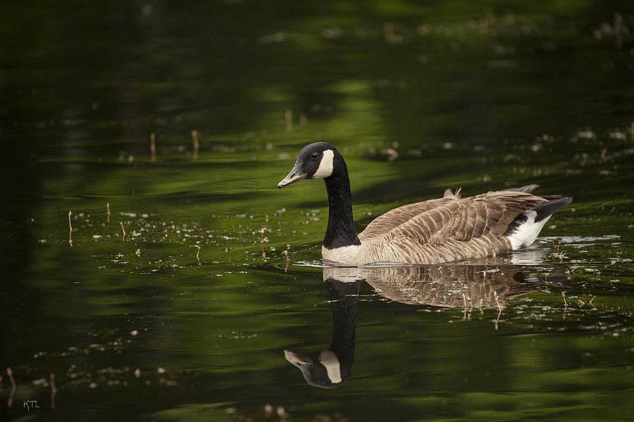 Canada Goose Reflects Photograph by Karol Livote