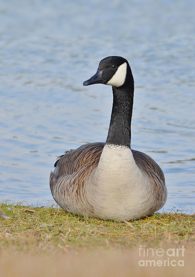Canada Goose Resting By The Lake Photograph by Kathy Baccari