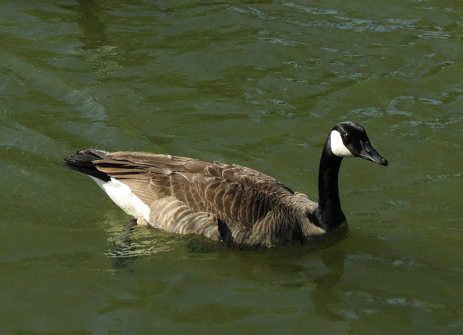 Canada Goose Photograph by Robert Richardson - Fine Art America