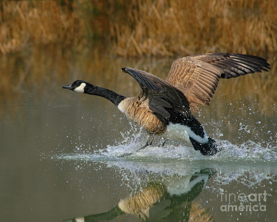 Canada Goose Splashing Down Photograph by Timothy Flanigan