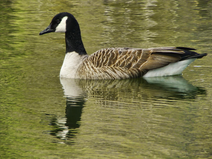 Canada Goose-spring Swim Photograph