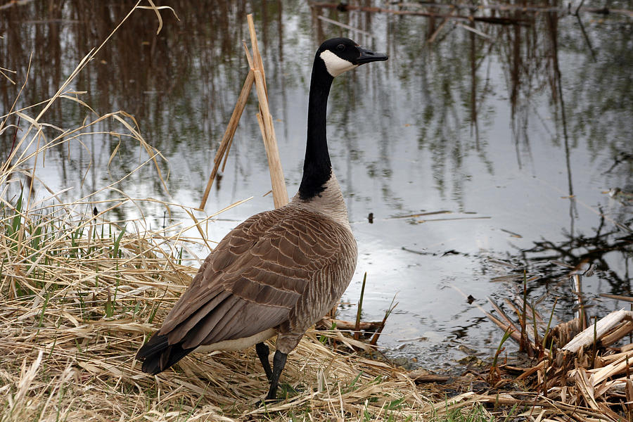 Canada Goose Standing by Water Photograph by Robert Hamm - Fine Art America