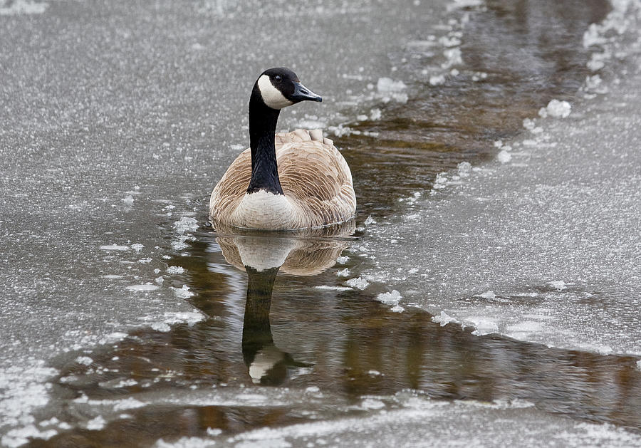 Canada Goose Photograph by Steven Ralser