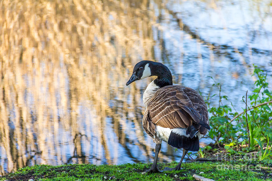 Canada Goose Photograph by Susan Cole Kelly