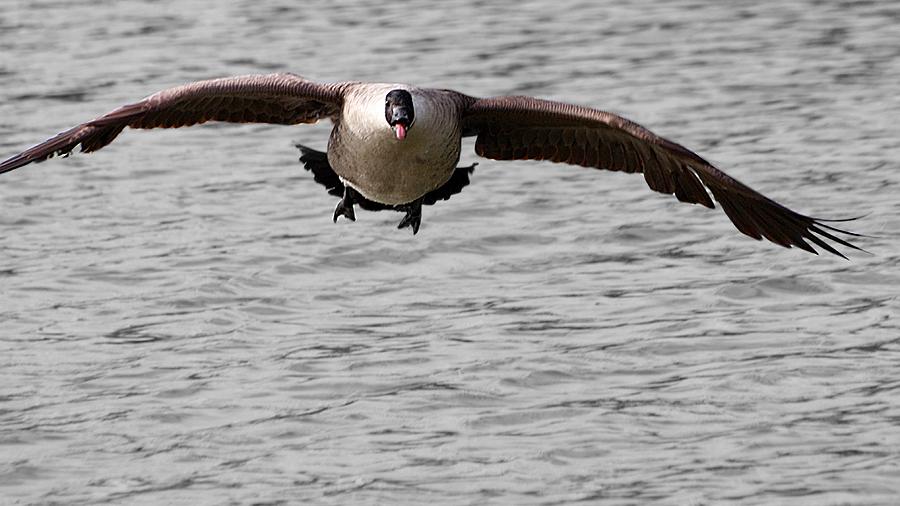 Canada Goose Takeoff Photograph by Jeremy Hayden