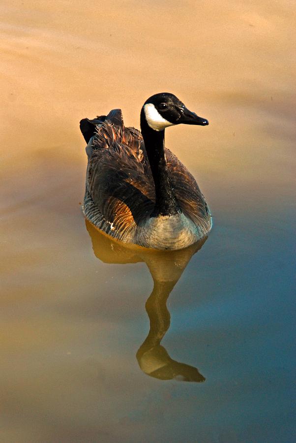 Goose Photograph - Canada Goose by Tam Ryan