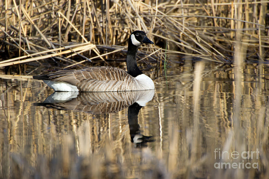 Canada Goose Photograph by Torbjorn Swenelius