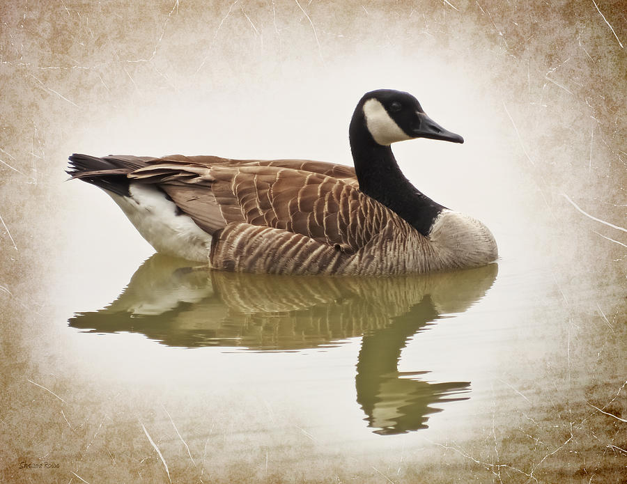 Canada Goose - Vintage Style Photograph by Shawna Rowe