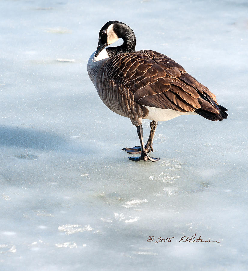 Canada Goose Web Prints Photograph by Ed Peterson