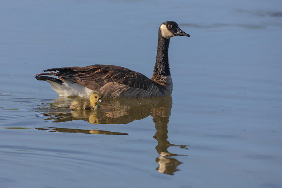 Goose Photograph - Canada Goose With Chick by Tom Norring