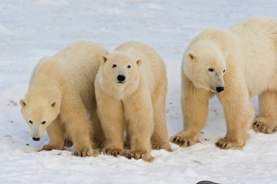 Canada, Hudson Bay Photograph By Jaynes Gallery - Fine Art America