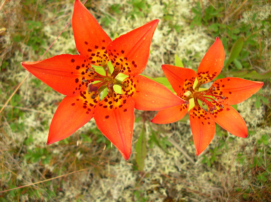 Canada Lilies Photograph By Lily Stone Images Pixels