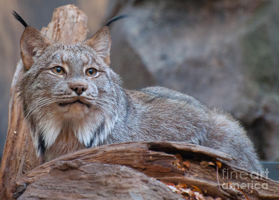Canada Lynx Photograph by Bianca Nadeau