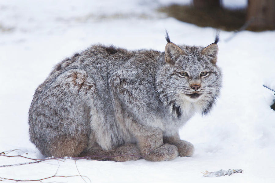 Wildlife Photograph - Canada Lynx Crouched On The Snowcovered by Doug Lindstrand
