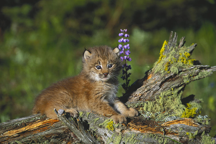 Canada Lynx Cub Montana Photograph by Alan & Sandy Carey