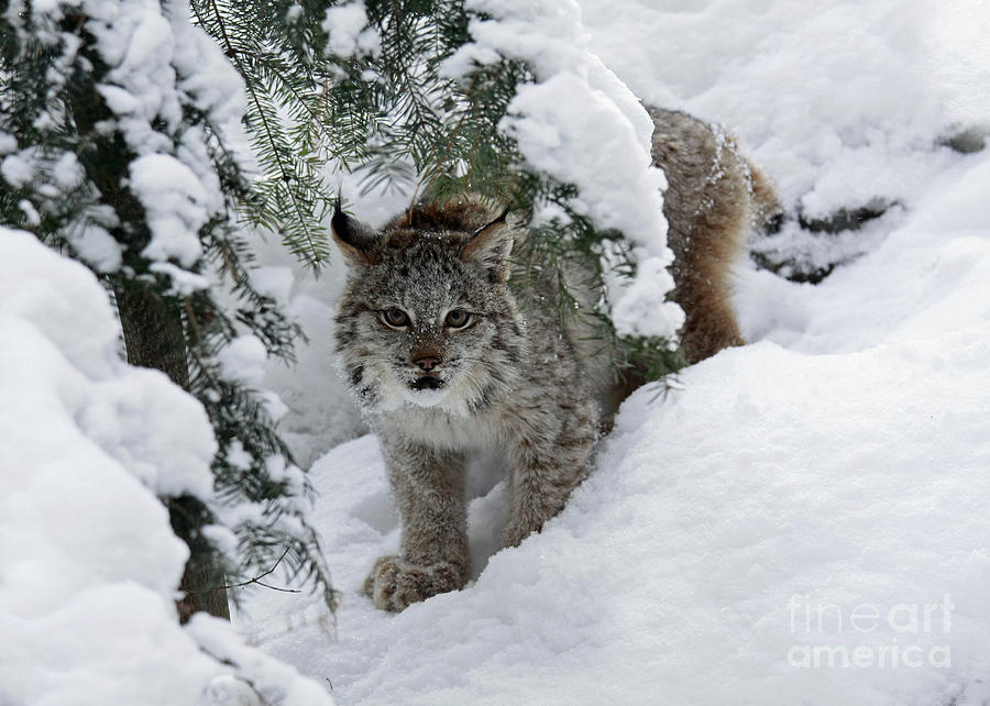 Winter Photograph - Canada Lynx Hiding in a Winter Pine Forest by Inspired Nature Photography Fine Art Photography