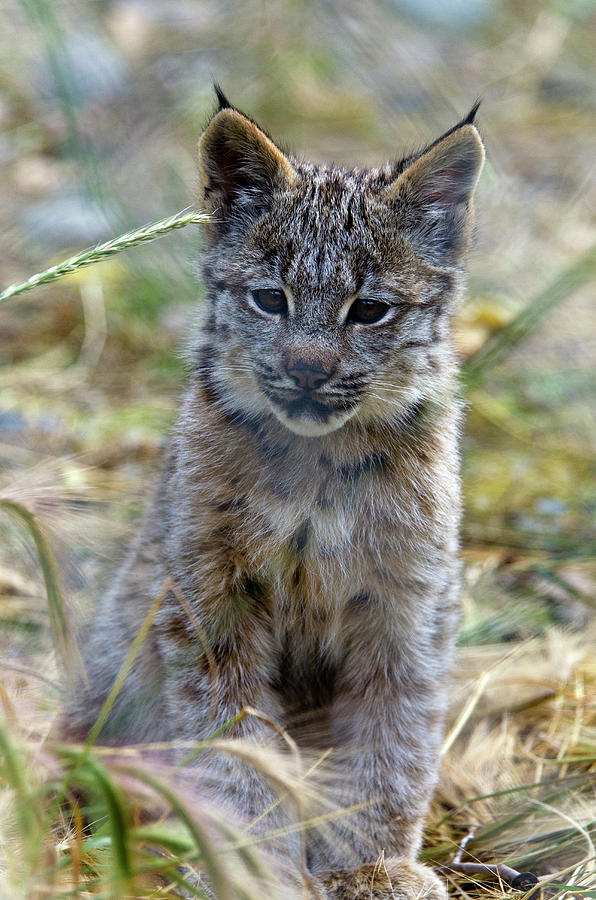 Canada Lynx Kitten Photograph by Mark Newman