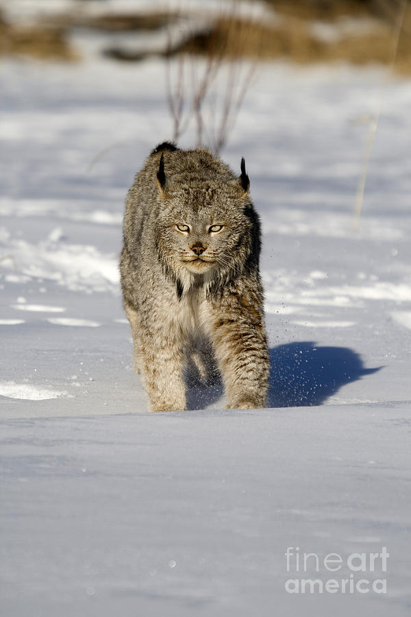 Canada Lynx Photograph by Linda Freshwaters Arndt
