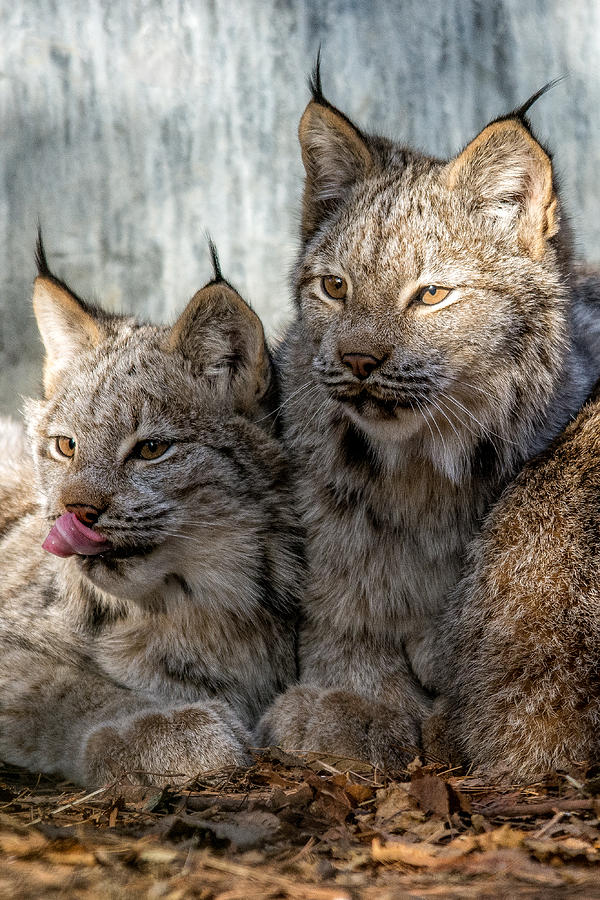 Canada Lynx Photograph by Michael Hubley