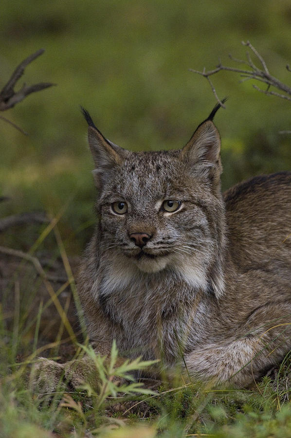 Cat Photograph - Canada Lynx Portrait by Michael Quinton