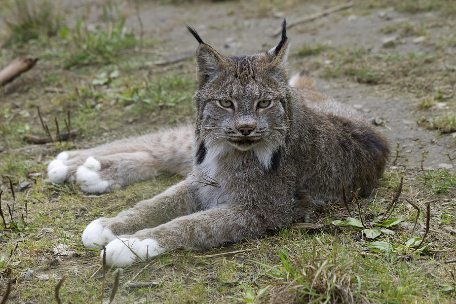 Canada Lynx Reclining Photograph by Matthias Breiter