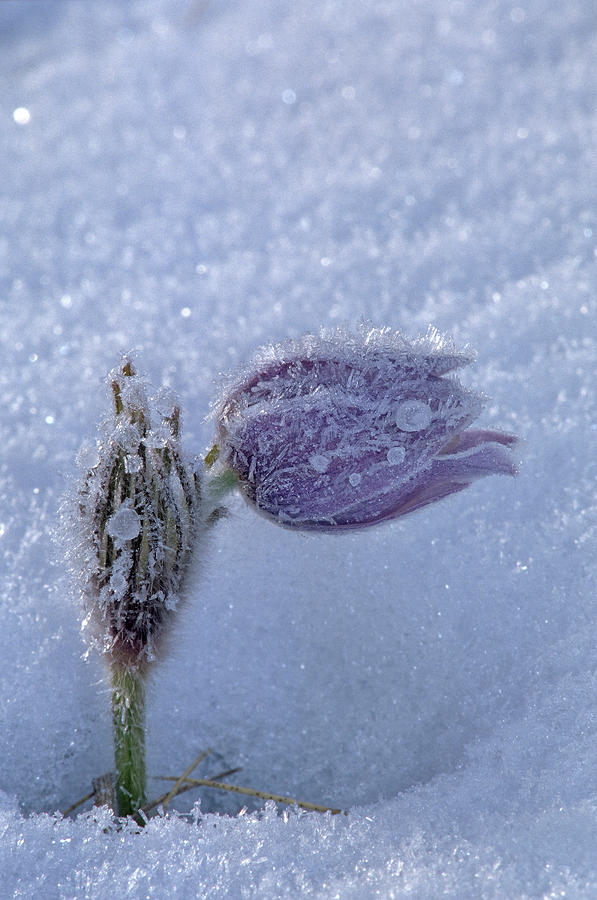Canada, Manitoba, Sandilands Provincial Photograph by Jaynes Gallery