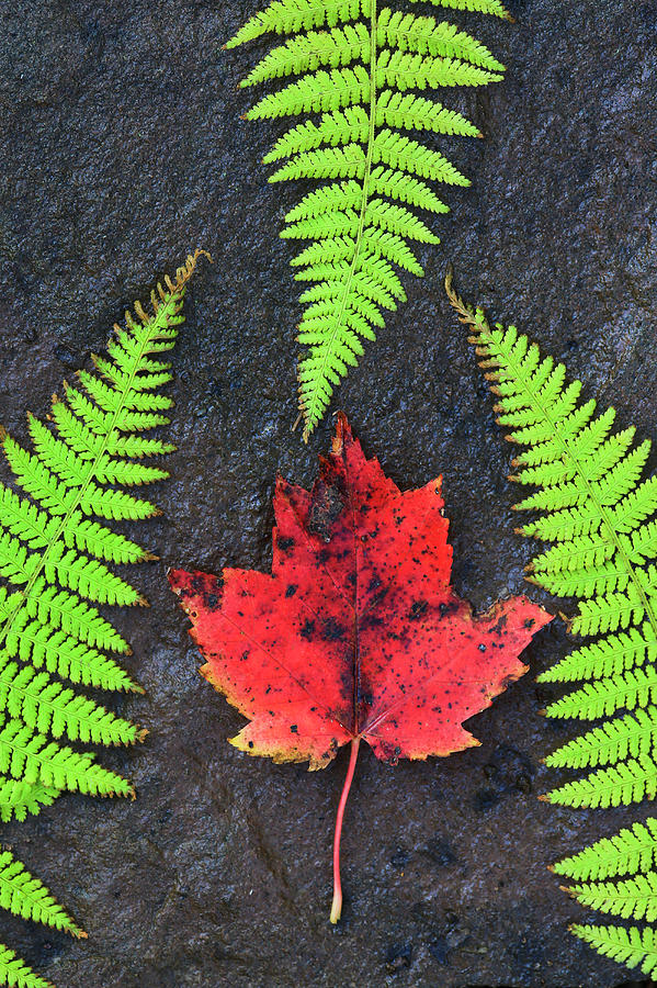 Fall Photograph - Canada, Nova Scotia, Cape Breton, Three by Patrick J. Wall
