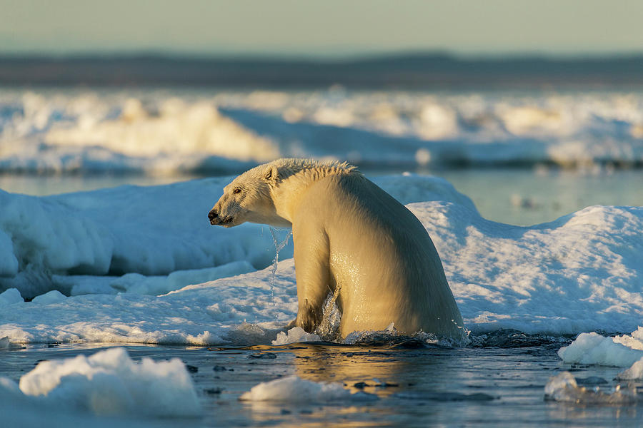 Arctic Circle Photograph - Canada, Nunavut Territory, Polar Bear by Paul Souders Arctic Circle Photograph - Canada, Nunavut Territory, Polar Bear by Paul Souders