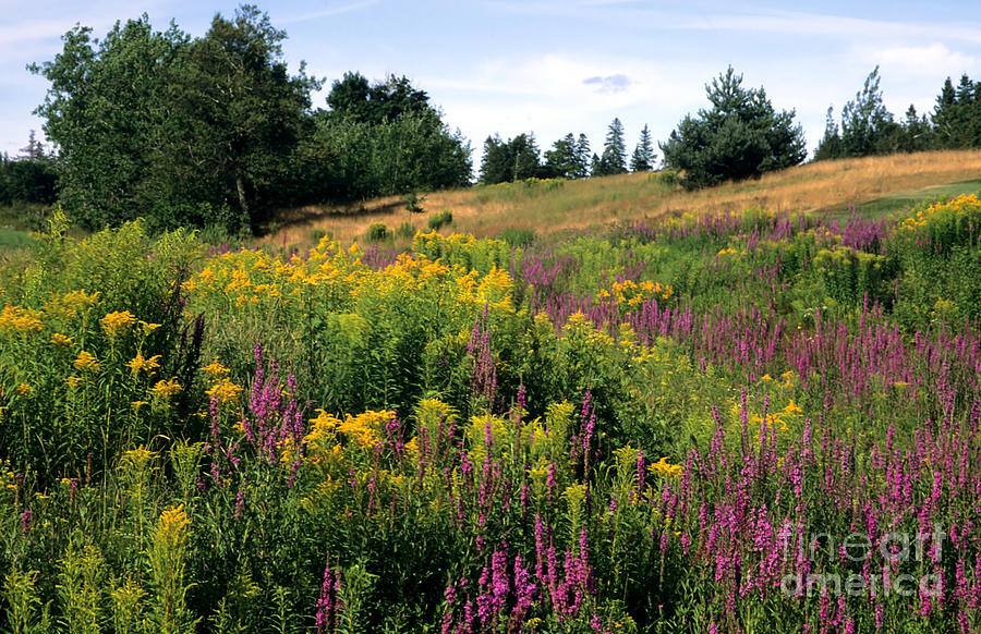 Canada Wildflower Meadow Photograph by Chris Scroggins