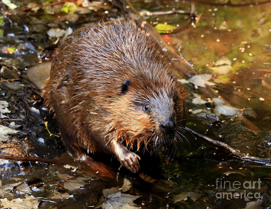 Canada's National Animal the Beaver Photograph by Inspired Nature  Photography Fine Art Photography - Pixels