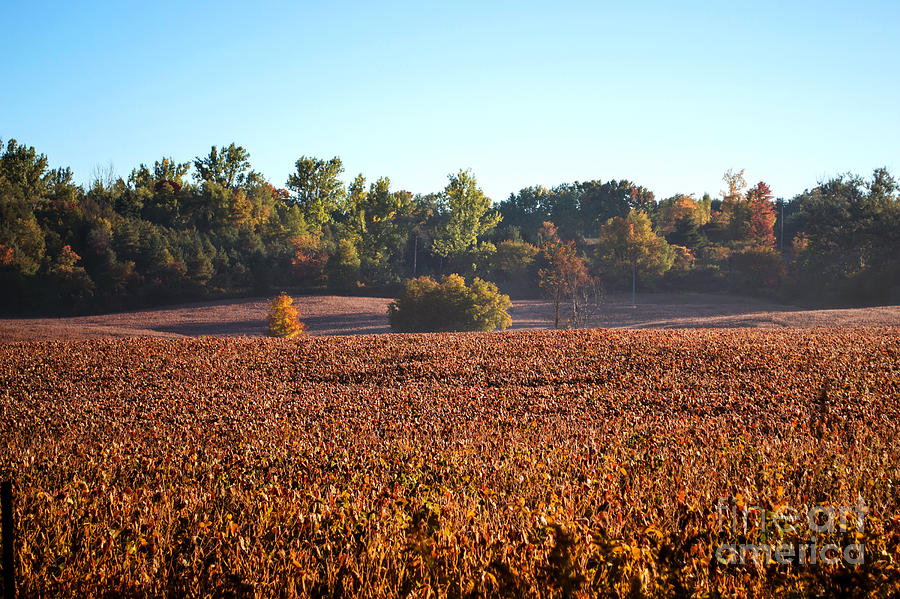 Canadian Autumn Country Fields Photograph By Miss Dawn 