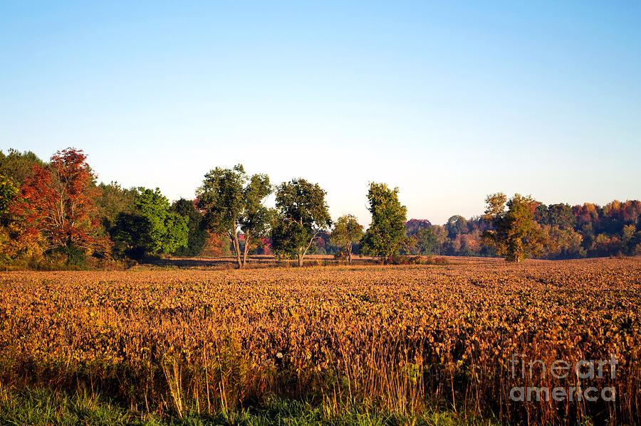 Canadian Autumn Trees And Landscape Photograph by Miss Dawn - Fine Art ...