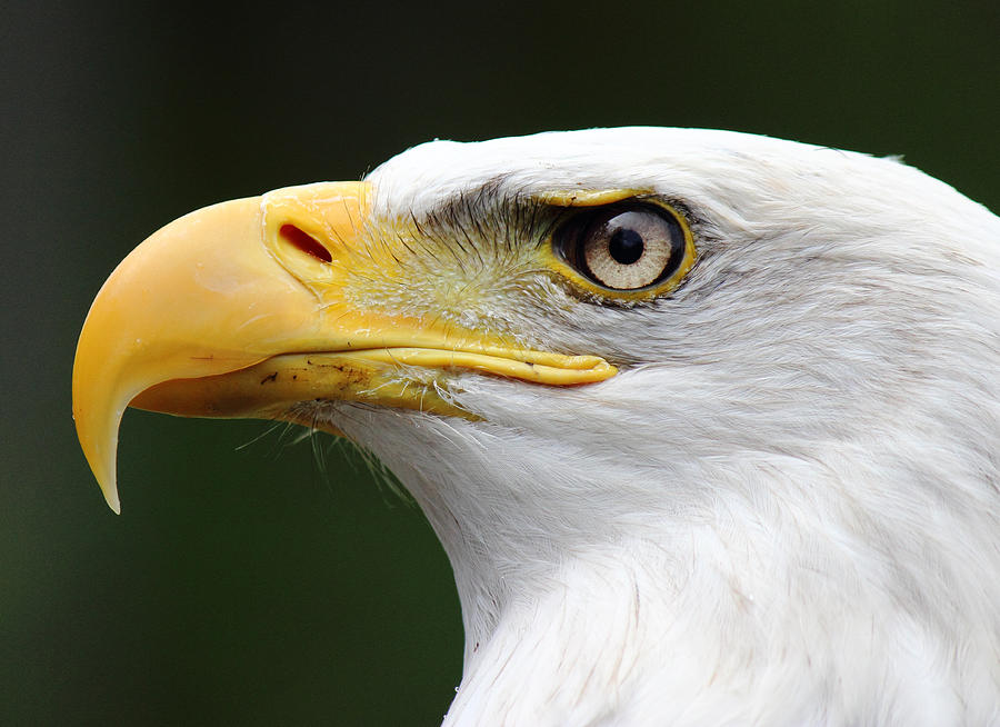 Canadian Bald Eagle Photograph by Randy Hall