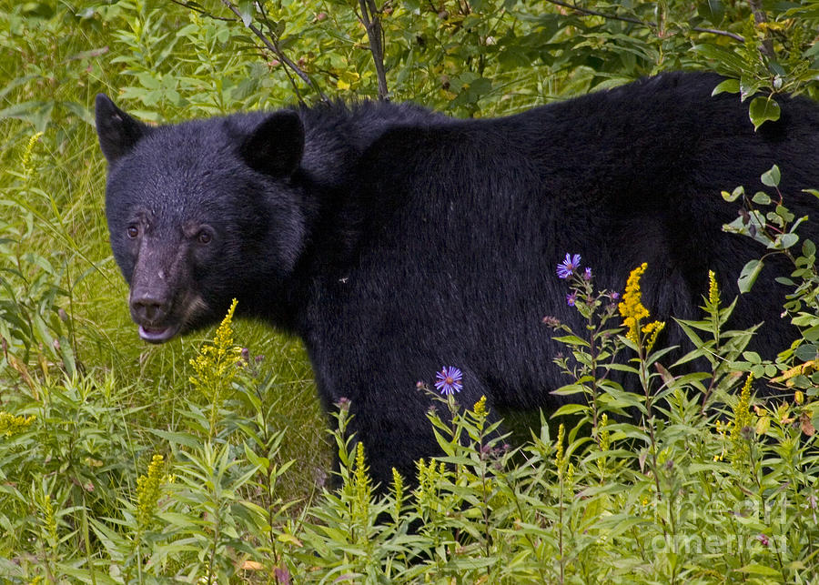Canadian Black Bear Photograph by J L Woody Wooden
