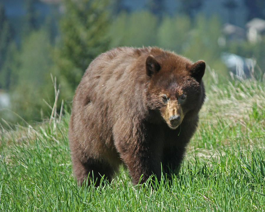 Canadian Black Bear Photograph by Paul Clarke - Fine Art America